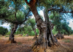 Olive trees, Apulia, Italy