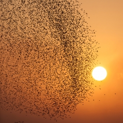 Starlings, Taranto, Italy