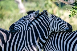 Zebras, Kruger Park, South Africa
