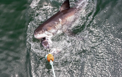 Gaansbai, South Africa