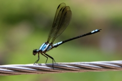 dragon fly