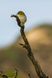 Phillip Island, Australia