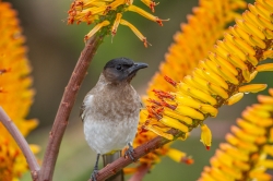 Kruger Park, South Africa