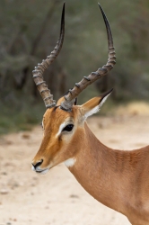 Kruger Park, South Africa