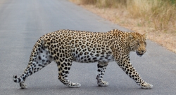 Kruger Park, South Africa