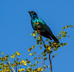 Kruger Park, South Africa