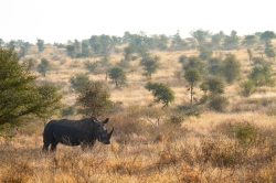 Kruger Park, South Africa