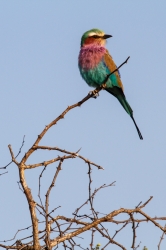 Kruger Park, South Africa