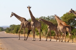 Kruger Park, South Africa