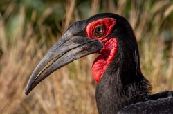 Kruger Park, South Africa