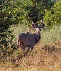 Kruger Park, South Africa