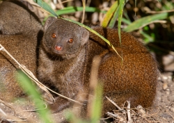 Kruger Park, South Africa