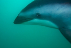 Kaikoura, New Zealand