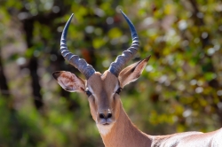 Kruger Park, South Africa