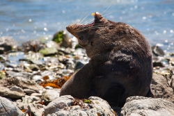 Kaikoura, New Zealand