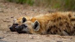 Kruger Park, South Africa