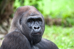 Jakarta zoo, Indonesia