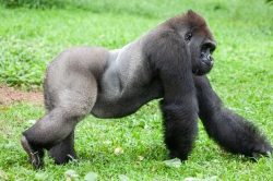 Jakarta zoo, Indonesia