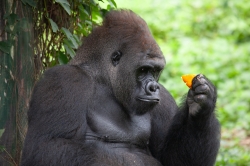 Jakarta zoo, Indonesia