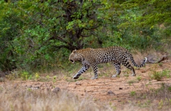 Kruger Park, South Africa