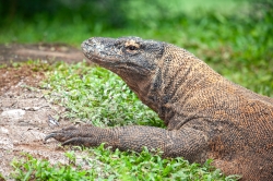 Jakarta zoo, Indonesia