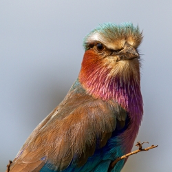 Kruger Park, South Africa