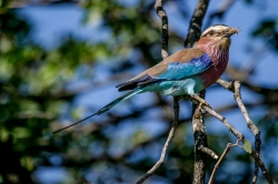 Kruger Park, South Africa