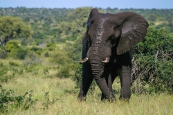 Kruger Park, South Africa