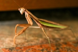 mantis