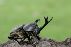 stag beetle